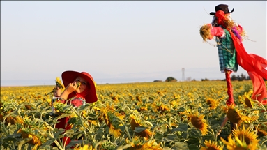 Tekirdağ'da sarıya bürünen ayçiçeği tarlalarında foto safari düzenlendi