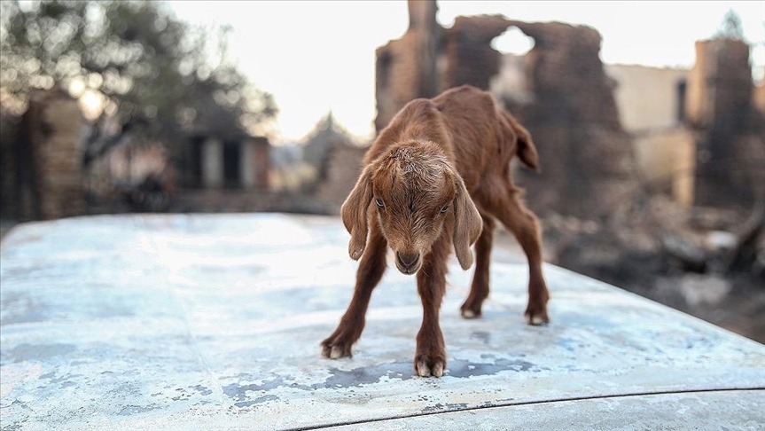 Navê karika di nav agir da hat dinyayê danîn "Mucîze"