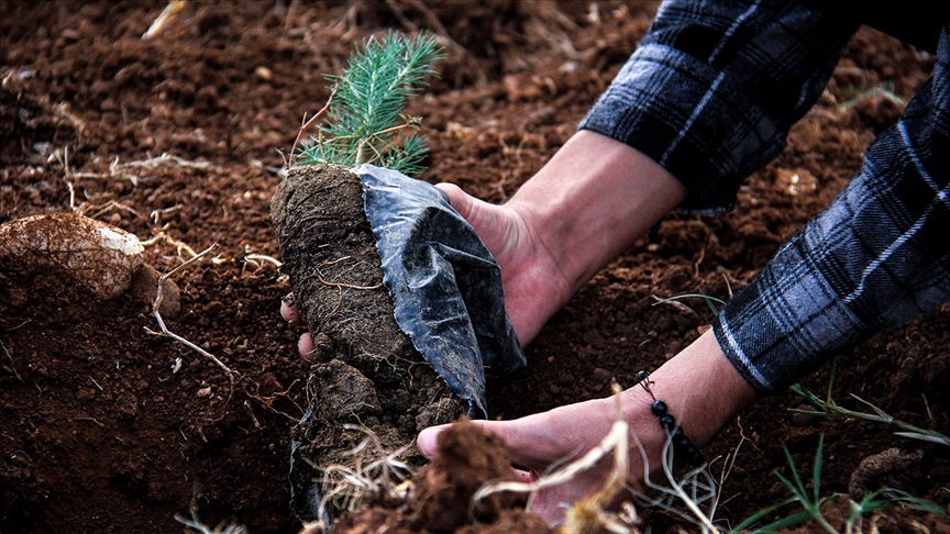 Yardım kuruluşlarından yanan ormanların yeniden yeşertilmesine destek