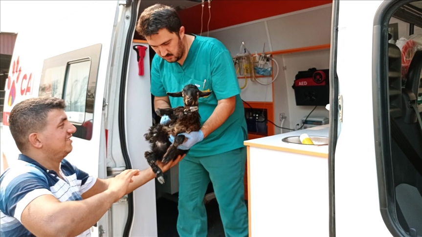 Turska: Veterinarska ambulanta pomaže životinjama povrijeđenim u šumskim požarima