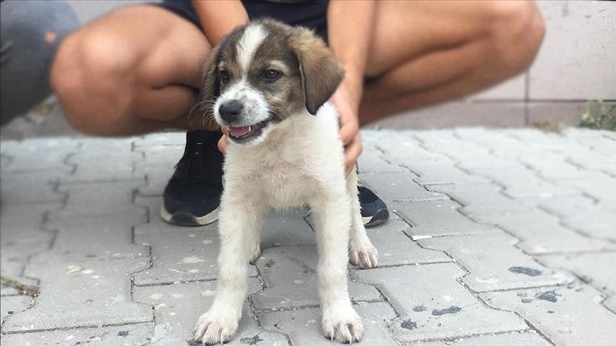 Puppy rescued from forest fire in Turkey becomes disaster teams' mascot