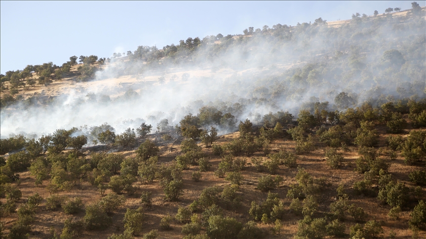 3 killed in forest fire in Iran