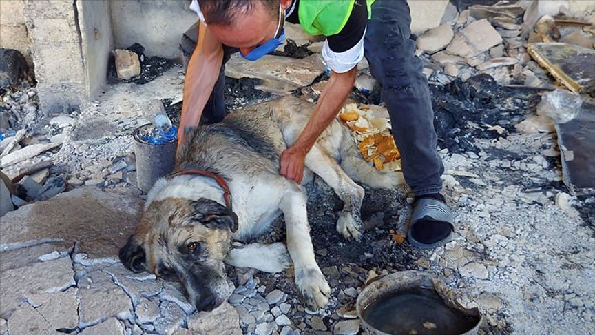 Manavgat'taki orman yangınından yaralı kurtulan 'Şanslı'ya şefkat eli