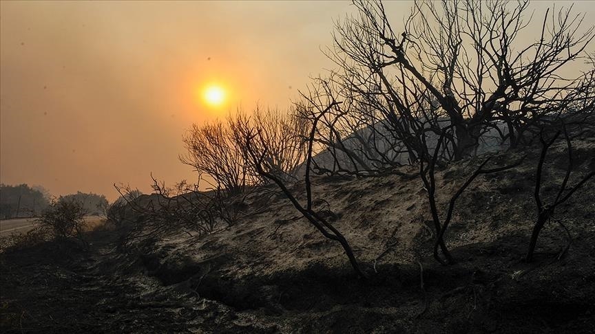 Les feux de forêt ravagent les forêts dans de nombreuses parties du globe