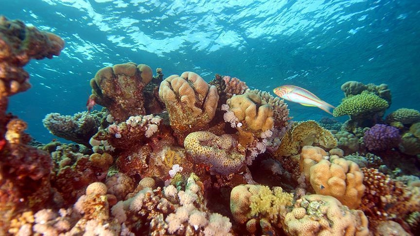 Tajlandë, ndalohen kremrat mbrojtës kimikë që dëmtojnë koralet