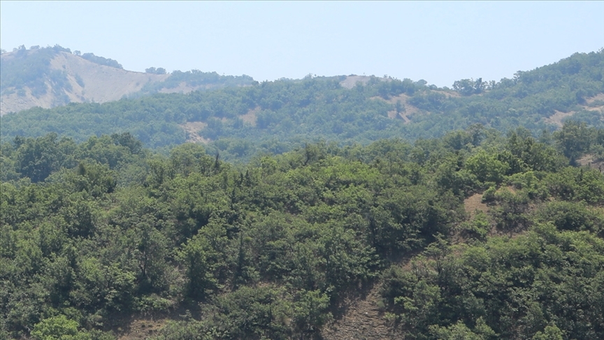 Yanan orman alanları ağaçlandırılırken doğal bitki örtüsü dikkate alınıyor