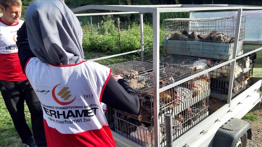 BiH: "Merhamet" Norveške obezbijedio 400 koka nosilja za osam socijalno ugroženih porodica u USK-a