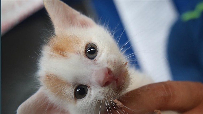 Orman yangınında yaralanan hayvanlar Sahra Hastanesinde sağlığına kavuşuyor