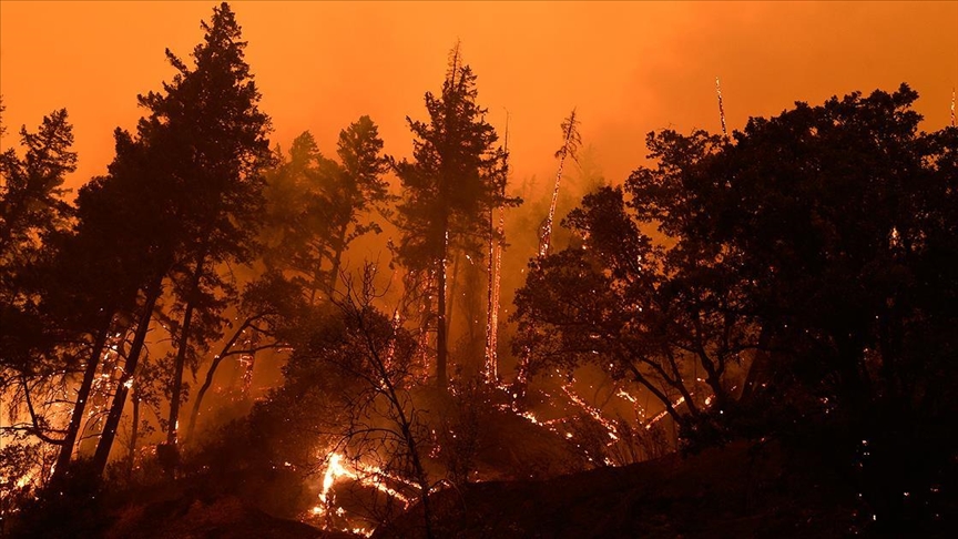 Мир продолжает бороться с лесными пожарами 