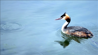 Перелетные птицы у берегов живописного озера на востоке Турции