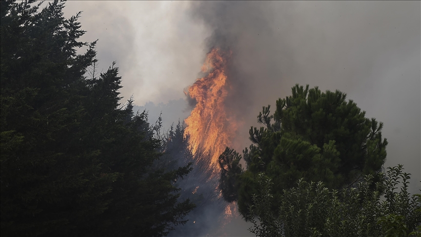 UPDATE 2 - U šumskim požarima u Alžiru poginule 42 osobe