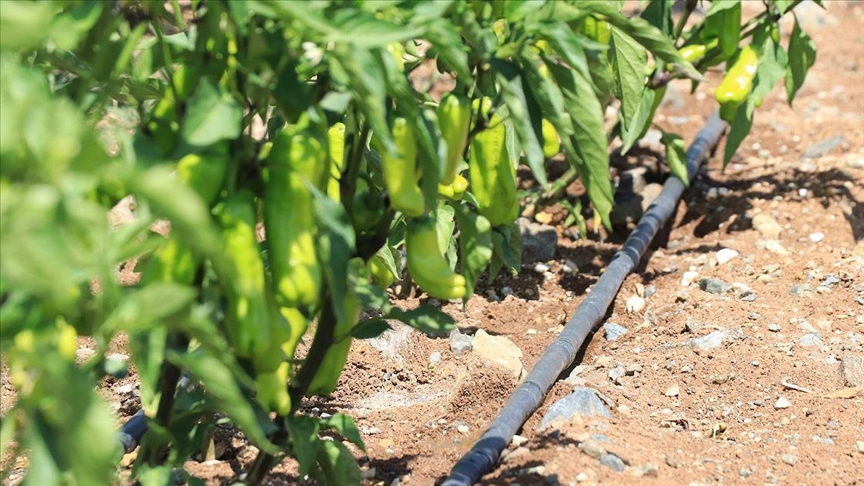 Baraj suyunu damla damla kullanan çiftçiler tarımsal sulamada yüzde 90 tasarruf sağladı