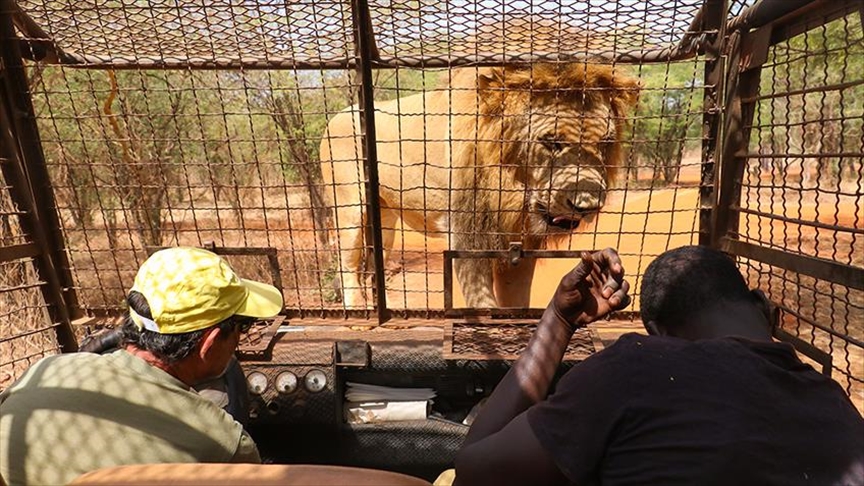 Organización advierte sobre el alarmante descenso en el número de leones  salvajes africanos