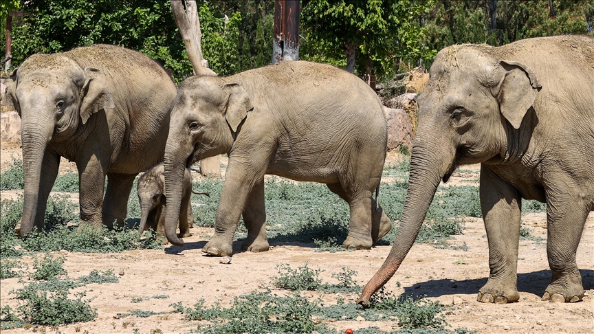 Kina: Zbog seobe krda slonova evakuirano više od 150.000 ljudi