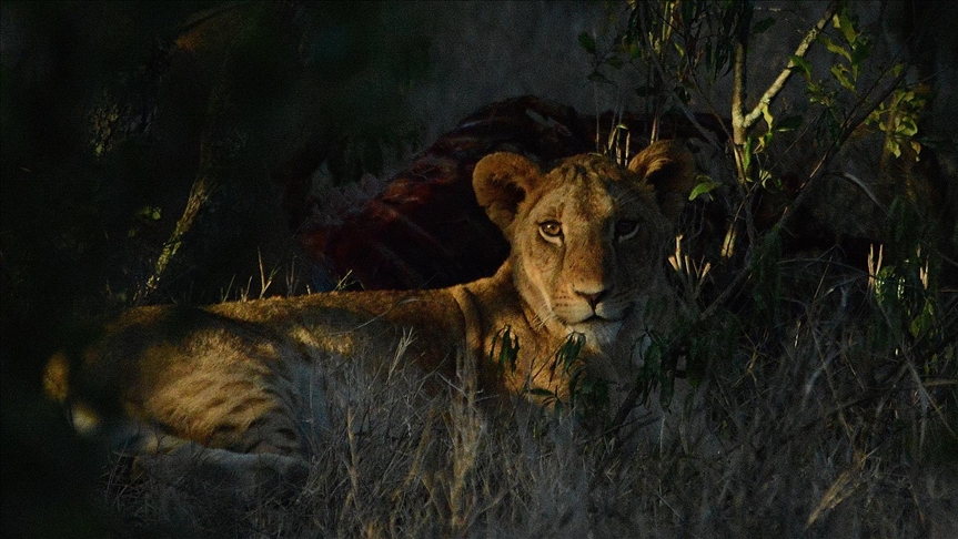 male lion pouncing on prey
