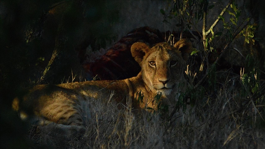 Shocked survivor recalls mad lioness eating 3 of his brothers alive in Tanzania