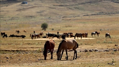 В Анталье прикармливают диких лошадей в зонах пожара
