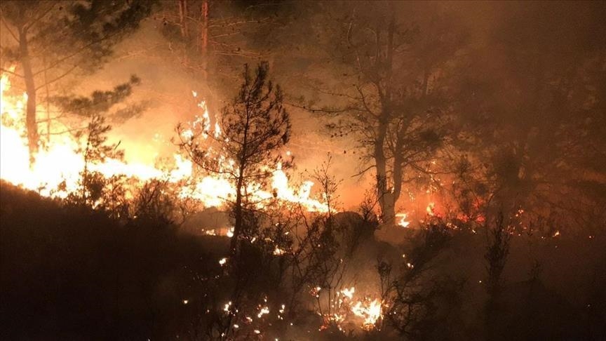 Algjeri, rritet në 65 numri i të vdekurve nga zjarret pyjore