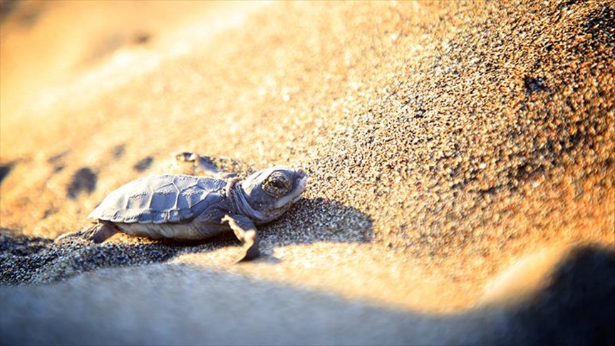 El fascinante viaje hacia el mar de las tortugas caretta en Turquía