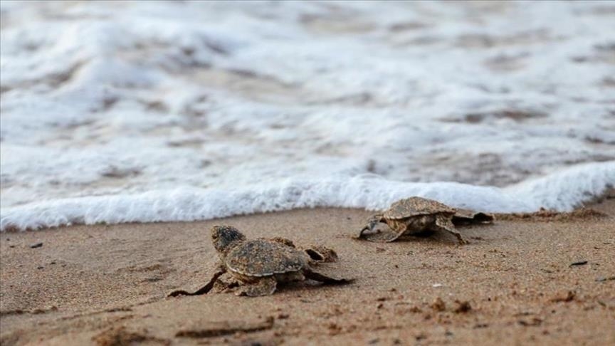 Caretta caretta, green turtle hatchlings reach sea in Northern Cyprus