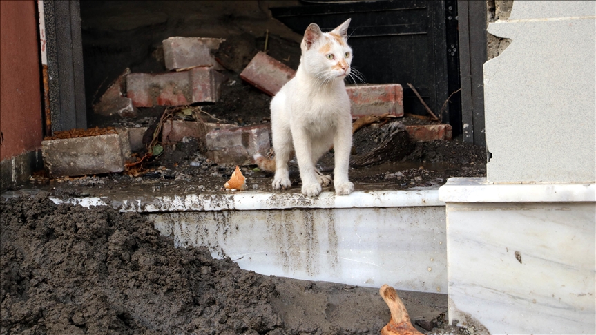 Bozkurttaki sokak hayvanları selde kaybolan dostlarının dönmesini bekliyor