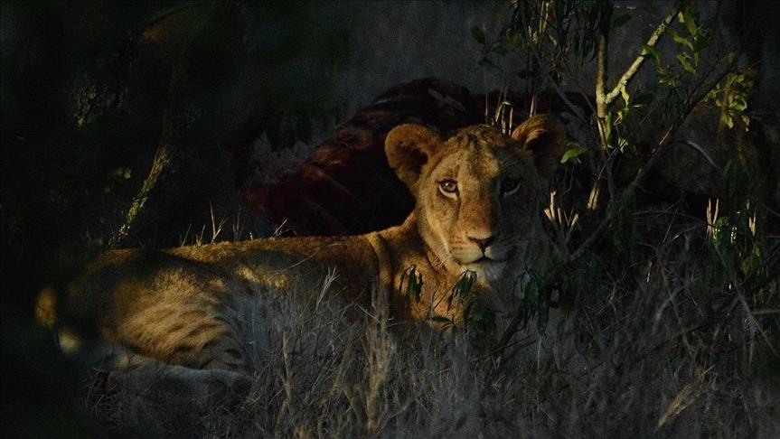 Tanzania’s charity says still probing incident of lioness eating 3 kids