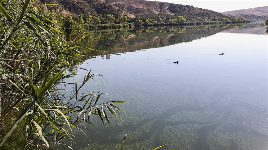 ODTÜ Eymir Gölü'ndeki aşırı siyanobakteri artışını anbean takip ediyor