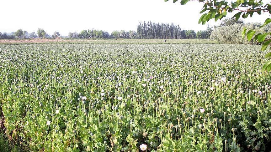 أفغانستان.. أرض "الخشخاش" والمعادن النادرة (تقرير)