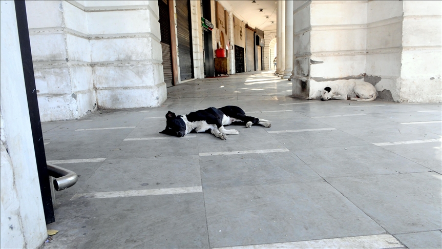 Adopting street dogs gaining popularity in India