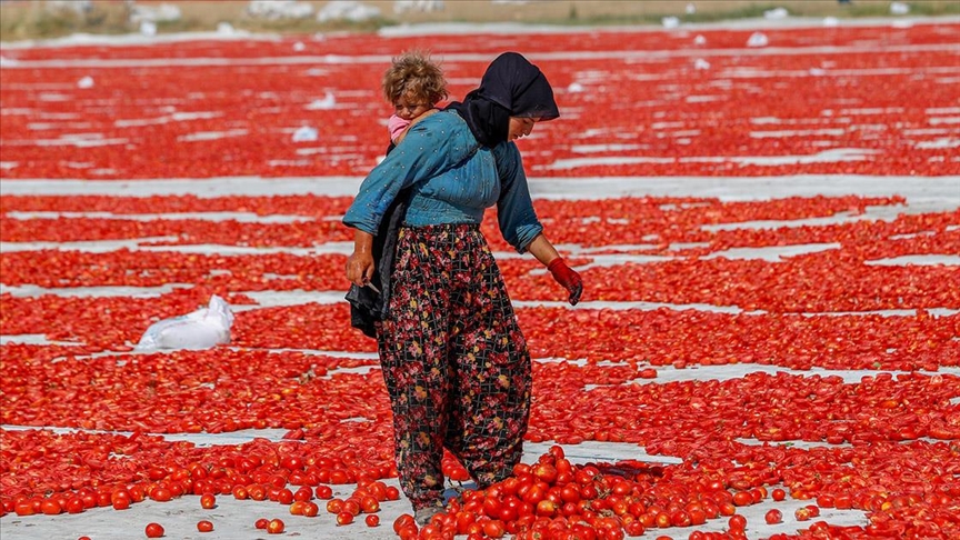 Turska: Tradicija sušenja paradajza na suncu, namirnica dostupna na tržištu svih 12 mjeseci