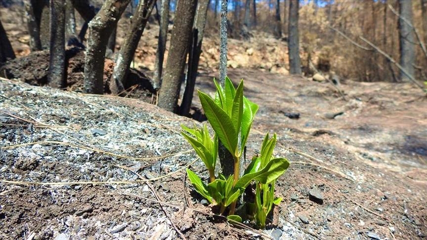 Nature begins to revive after fires in Turkey’s Marmaris