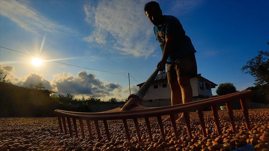 Batı Karadeniz'de 'yeşil altın' harmana indi