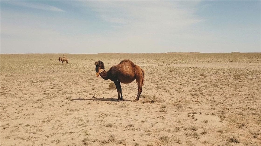 Kazakistan’da küresel ısınma nedeniyle tahıl alanları kurudu, binlerce hayvan telef oldu