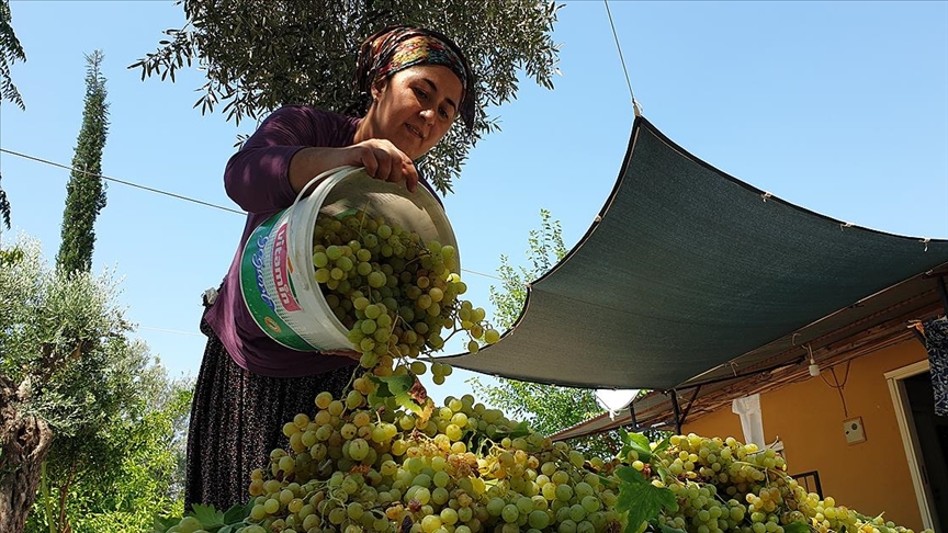 Çukurovalı kadınlar şifa kaynağı üzüm pekmezinin yapımına başladı