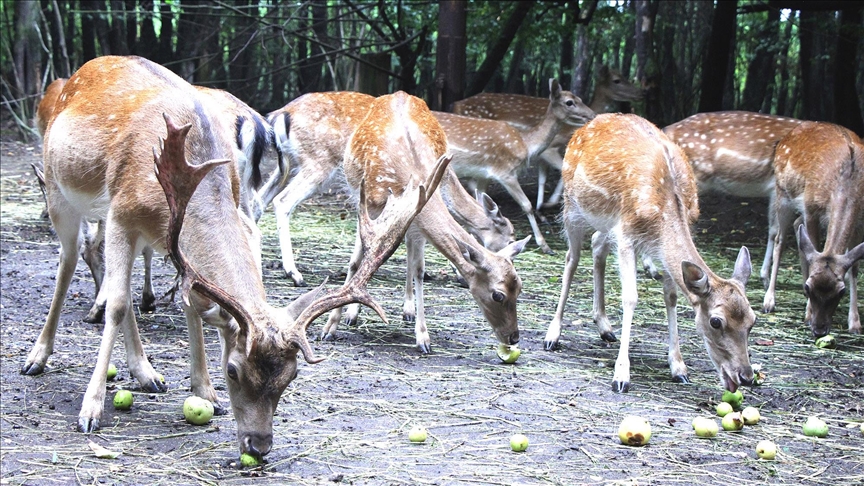 Nestvarni prizori kod Tuzle: Jeleni posjetioce ostavljaju bez daha