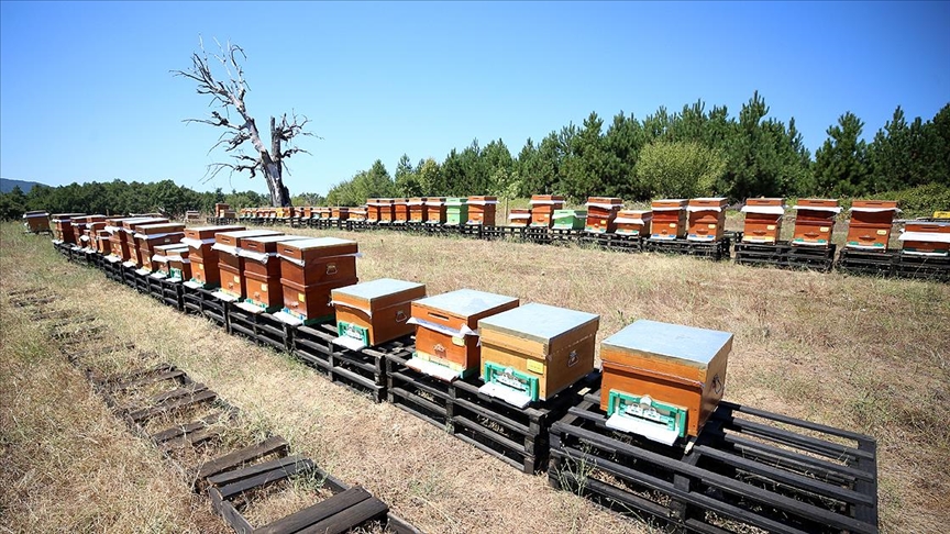 Kazdağlarının rüzgarında uçan arıların balları 5 ülkeye ihraç ediliyor