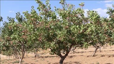 Îsal her çiqas hişkayî hebe jî hilberîna fistiqên Sêrtê wê baş be
