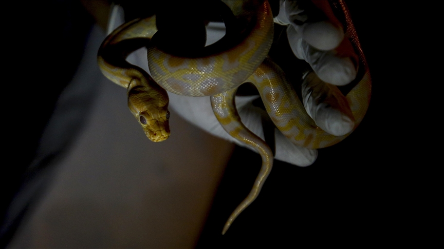 Burundi : le "Musée vivant" de Bujumbura relâche 13 pythons dans le parc naturel de la Rusizi