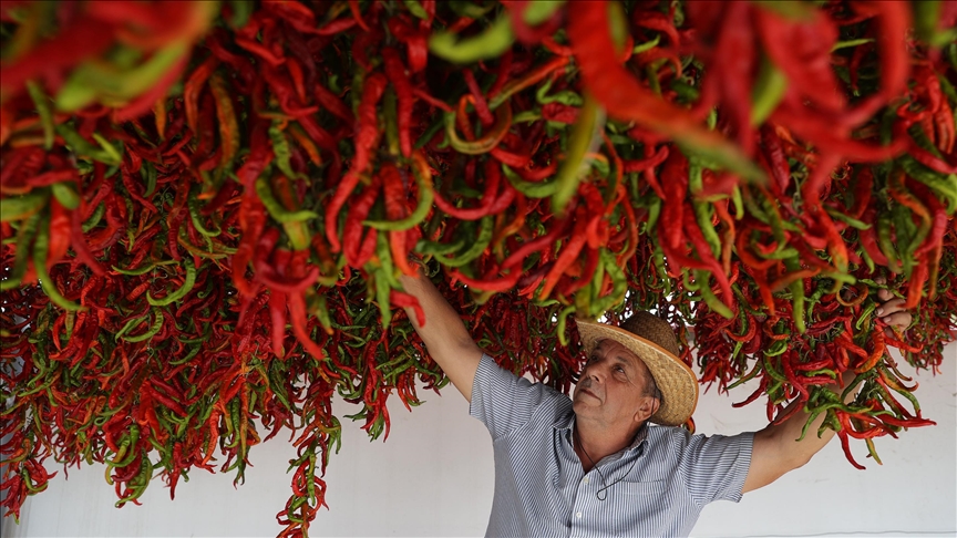 Turska: Počelo sušenje ljutih papričica u Edirneu