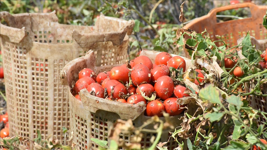 Türkiye'nin 'salçalık domates üretim merkezleri'nden Bursa'da verim yüz güldürüyor