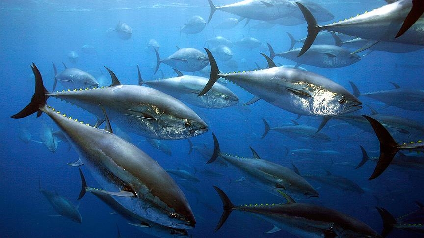 Nesli tükenme tehlikesiyle karşı karşıya olan orkinos balığının sayısı artmaya başladı