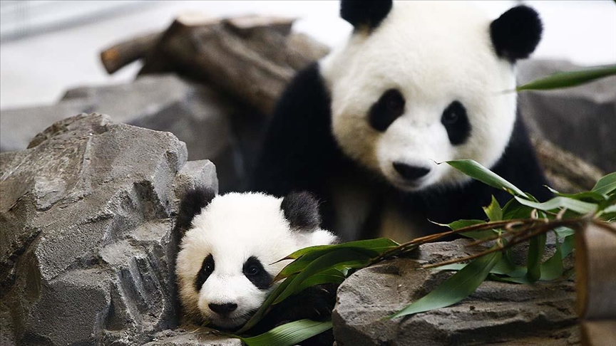 Giant panda gives birth to twins in Madrid