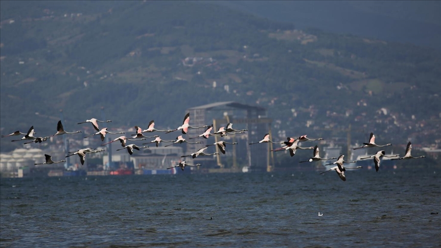 خليج "إزميت" التركي.. قبلة طيور الفلامينغور