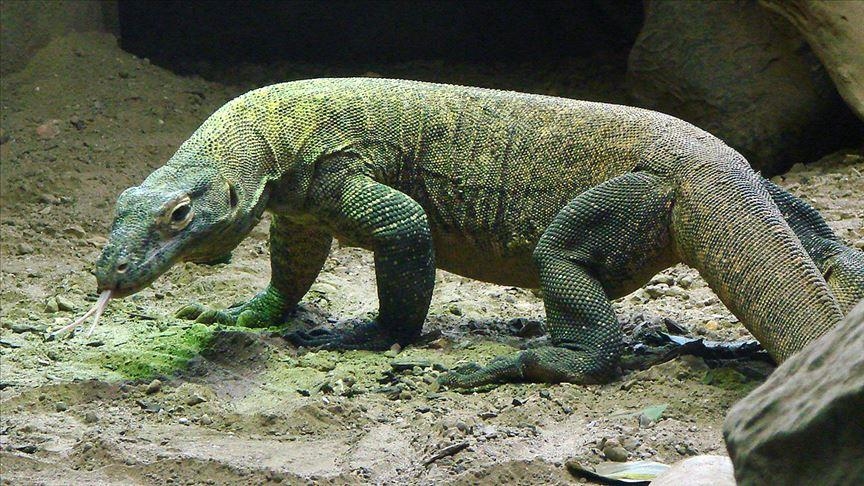 World's largest lizards could die out from climate change