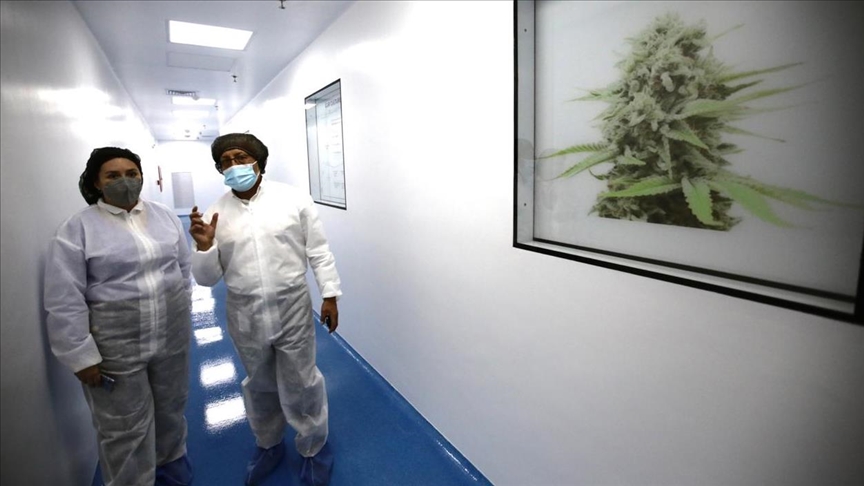 La industria del cannabis se abre paso en Colombia con la apertura de un laboratorio farmacéutico