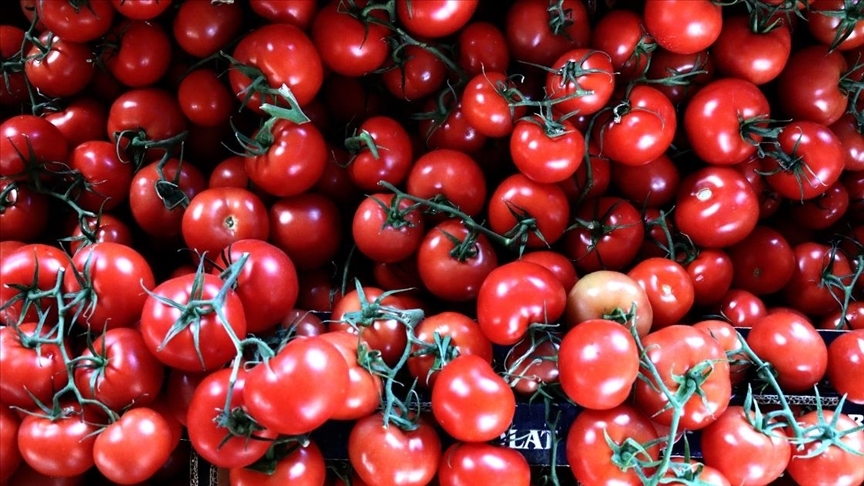 Rusya, Antalya ve İzmirden domates ve biber ithalatı kısıtlamasını kaldırdı