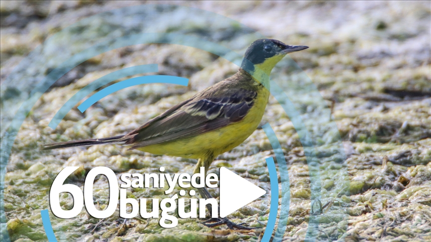 60 saniyede bugün (11 Eylül 2021)