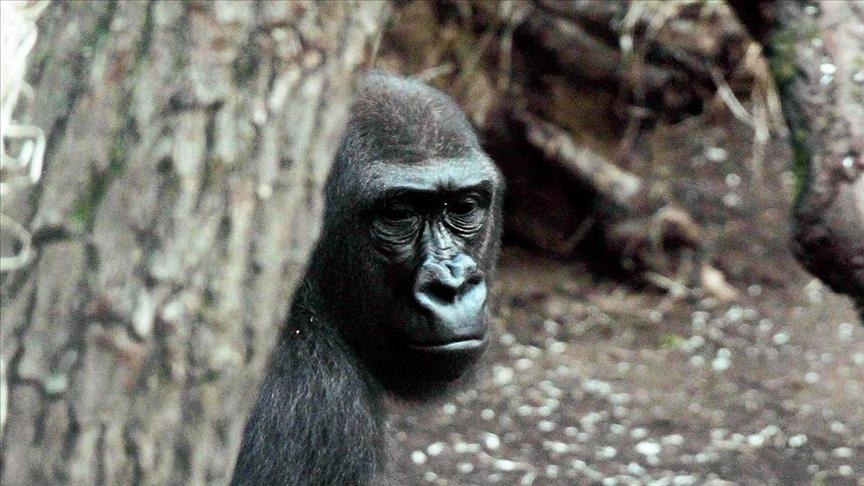 SAD: Koronavirusom zaražene gorile u zoološkom vrtu
