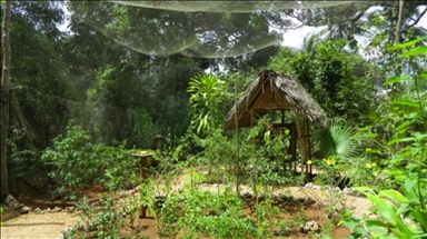 Zanzibar butterflies protect forests, boost incomes