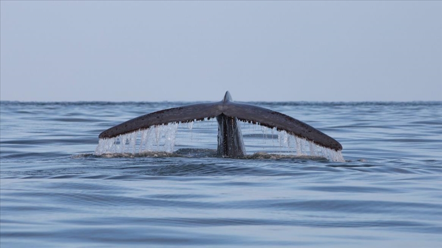 Alerta en la Patagonia chilena ante choques de ballenas contra embarcaciones
